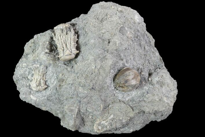 Crinoids (Tholeocrinus) and Blastoid (Pentremites) - Kentucky #91471